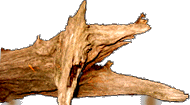 a real log
