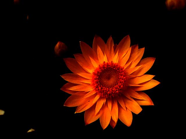 an Osteospermum, the African Daisy