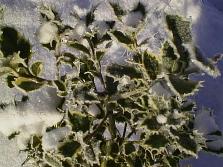 Snow on holly