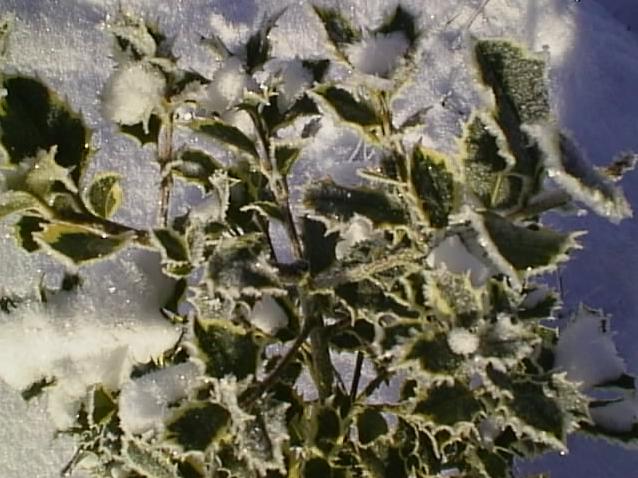 Variegated Holly in the Snow