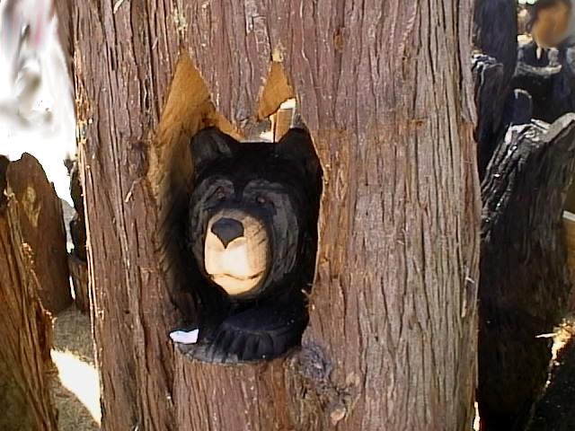 Only a Bear in a Tree