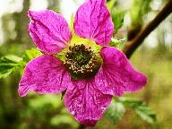 Salmon berry bloom