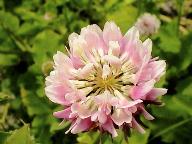 Strawberry clover