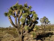 Joshua Tree in the Desert