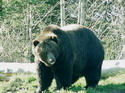 Critters and Creatures photos