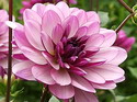 Dahlias for your desktop
