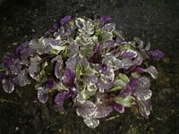 Ajuga reptans
