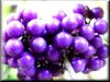 Plant Pictures and Profiles