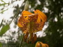 Nature and Flowers