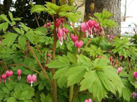 Bleeding Hearts plant