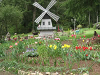 Bulb garden at Cedar Hill