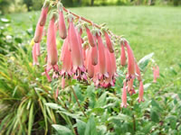 Cape Fuschia