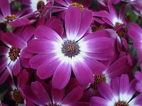 Cineraria
