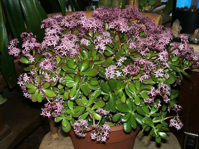 A jade plant in bloom