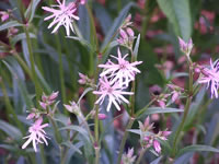 Dianthus superbus