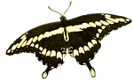 Giant Swallowtail