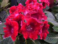 Red Flowering Gloxinia