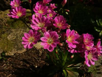 Lewisia Flowers