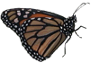 Monarch Butterfly