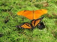 Three Butterflies