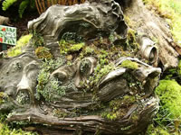 Mossy Burl