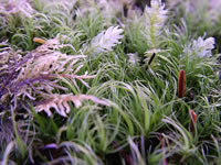Moss Flowers