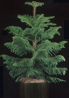 Norfolk Pine