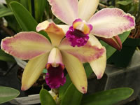 Growing Orchids as house plants