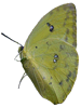 Pink Edged Sulpher Butterfly