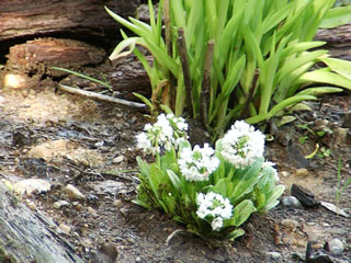 A White Flowered Drumstick Primrose, Primula denticulata