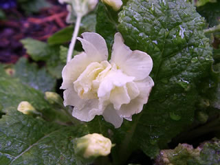 The Double White Flower of a Primula 'Van Valhorn'