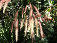 Purple Fountain Grass