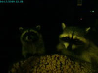 Raccoons
