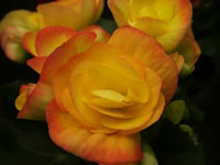 Reiger Begonia