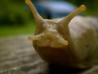 Banana Slug