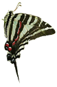 Swallowtail Butterfly
