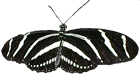 Zebra Longwing Butterfly