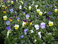nursery stock