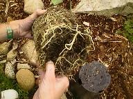 Feathering the root ball