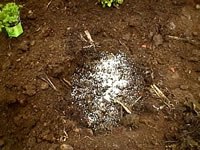 Preparing the planting hole