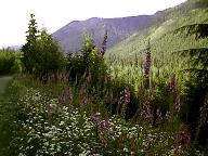 Native wildflowers
