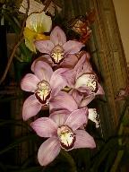Cymbidium orchid