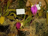 Dendrobium orchid