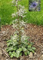 Eryngium bourgatii