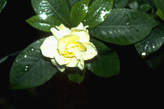 gardenia