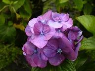 Hydrangea