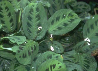 Prayer plant