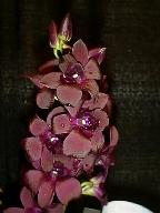  Onicidium orchid