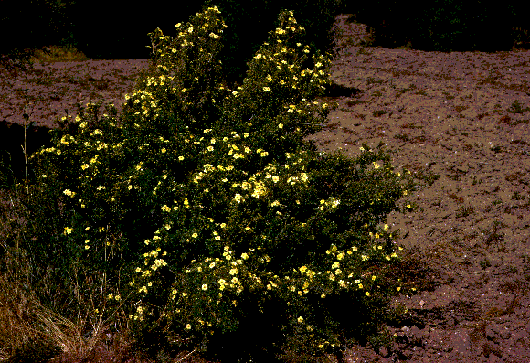 Potentilla