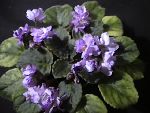 african violet